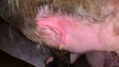 Sloppy Saugen Von Mature Blonde Bbw - Bbc Worship